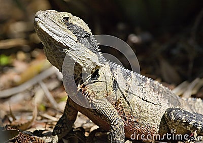 Australia also has a wonderful iguana, a living creature of the lizard, a reptile Stock Photo