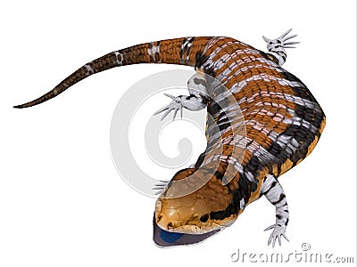 Australia Blue-tongued Skink Stock Photo