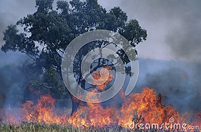 Australia Bush fire Stock Photo