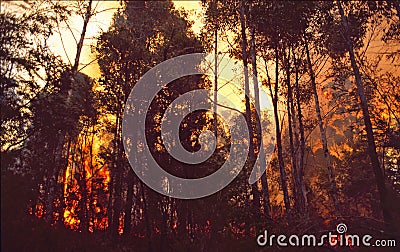 Australia: A bush fire in Queensland Stock Photo