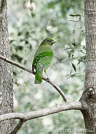 Australia Cat Bird Queensland Looking Backwards Color change Stock Photo