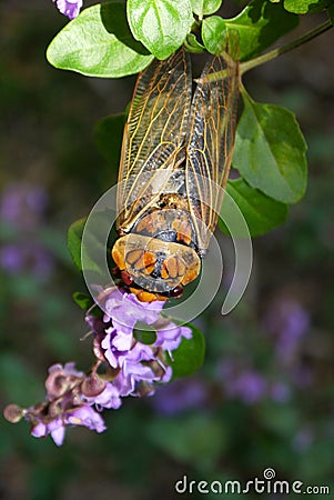 Australia: cicada insect on flower Stock Photo