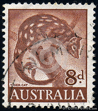 AUSTRALIA - CIRCA 1960: stamp 8 Australian penny printed in Australia shows animal Spotted-tailed Quoll Dasyurus maculatus Editorial Stock Photo