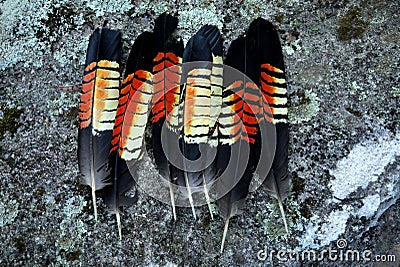 Australia: collection of glossy black cockatoo feathers Stock Photo