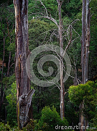 Australia - Dandenong Ranges, Dandenongs are a set of low mountain ranges, Mount Dandenong, east of Melbourne, Victoria, Australia Stock Photo