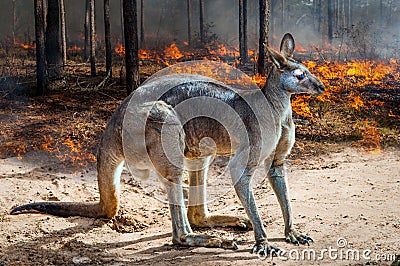 Kangaroo Giant Australia fires Apocalypse comes to Kangaroo Island Stock Photo