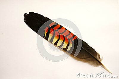 Australia: glossy black cockatoo feather Stock Photo