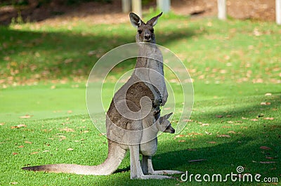 Australia kangaroo mother and cute joie baby in pouch Stock Photo