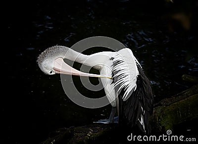 In Australia, the long-beaked bird that cleans its wings Stock Photo
