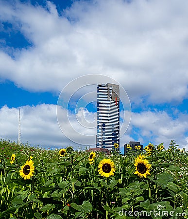 Sunflowers in front of the Eureka Tower Editorial Stock Photo