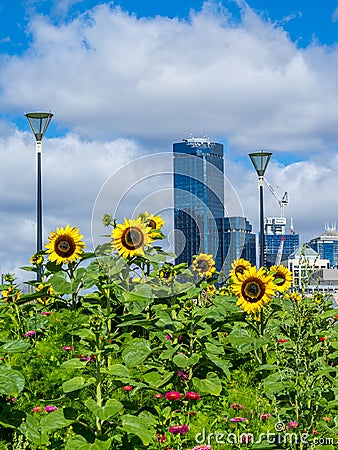 Sunflowers in front of the Rialto Tower Editorial Stock Photo