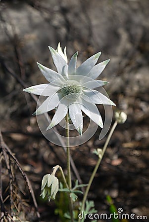 Australia: native white flannel flower Stock Photo