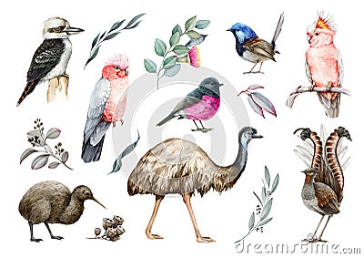 Australia and New Zealand native birds set. Watercolor illustration. Emu, lyrebird, kiwi, kookaburra, pink cockatoo Cartoon Illustration