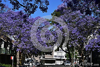 Australia, NSW, Sydney, Jacaranda Trees Editorial Stock Photo