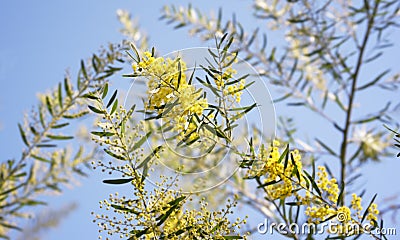 Australia yellow wattle flowers Acacia fimbriata Brisbane Golden Stock Photo