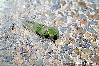 Australia, Zoology ,Cicada Stock Photo