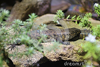 Australia, Zoology Stock Photo