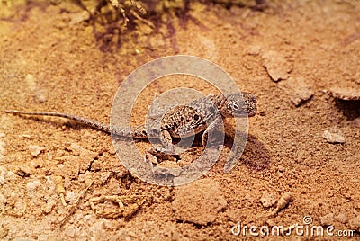 Australia, Zoology Stock Photo