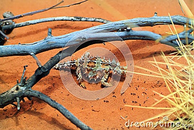 Australia, Zoology Stock Photo