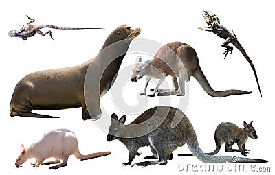 Australian animals isolated Stock Photo