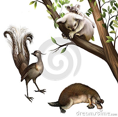 Australian animals: koala, platypus and lyrebird. Stock Photo