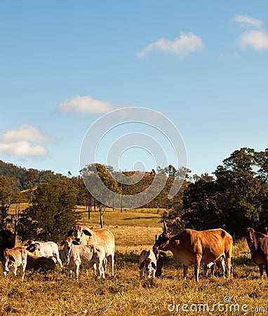 Australian Beef Cattle Stock Photo