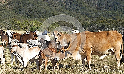 Australian beef cattle herd of cows on ranch Stock Photo