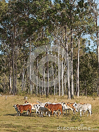 Australian beef cattle herd Stock Photo