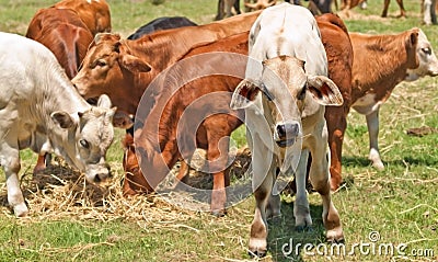 Australian beef cattle young calves Stock Photo