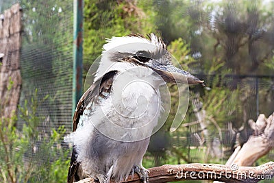 Australian bird kookaburra. Melbourne. Australia Stock Photo