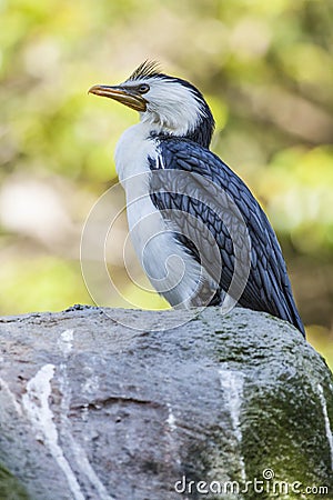 Australian bird Stock Photo