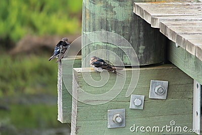 Australian birds Stock Photo