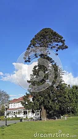 Australian Bunya-Bunya Pine, Camarillo, CA Stock Photo