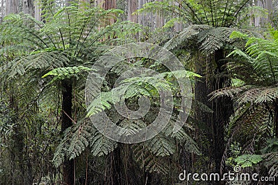 Australian bush dense tree ferns cover the undergrowth Stock Photo