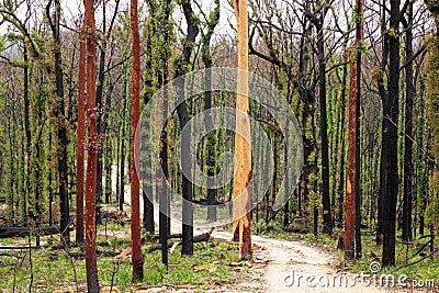 Australian bush land recovering after bush fires Stock Photo