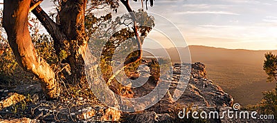 Australian Bush Landscape Stock Photo