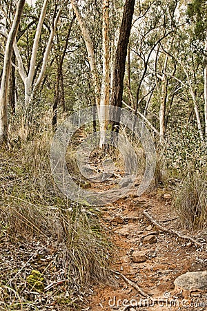 Australian bush, outback Australia Stock Photo