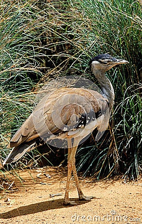 AUSTRALIAN BUSTARD ardeotis australis, ADULT Stock Photo