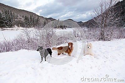 Australian cattle dog, golden retriever and samoyed seen romping in the snow Stock Photo