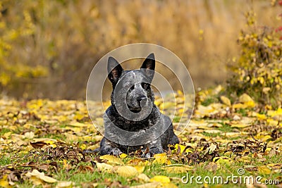 Australian Cattle Dog Male Portrait Stock Photo