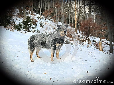 Australian Cattle Dog Stock Photo