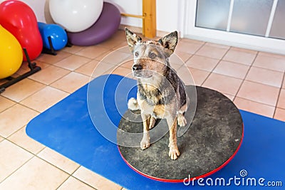 Australian Cattledog sits on a wobble board Stock Photo