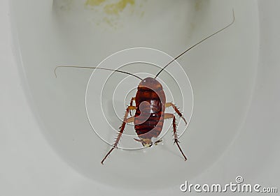 Australian cockroach drown and floating in toilet cesspool Stock Photo