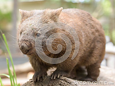 Australian common wombat stands on a log Stock Photo