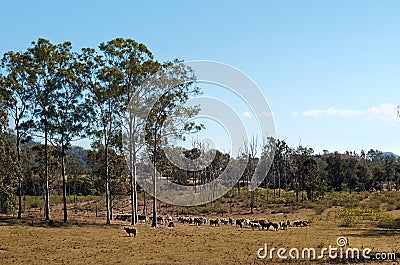 Australian country cattle herd with gum trees Stock Photo