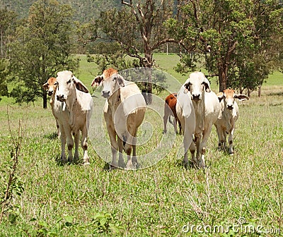 Australian countryside farm scene with cows Stock Photo