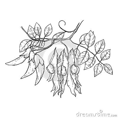 Australian desert pea plants. Local native herbs and flowers. For invitations and weddings Vector Illustration