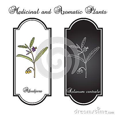 Australian desert raisin Solanum centrale , or akudjura, kutjera, bush tomato, spice plant Vector Illustration