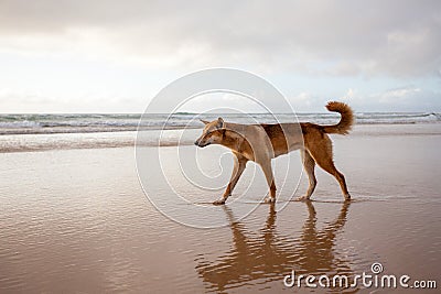 An Australian Dingo Stock Photo