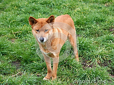 Australian Dingo Stock Photo